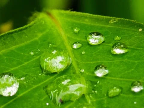 A leaf with water droplets on it Stock Photos