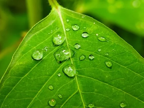A leaf with water droplets on it Stock Photos