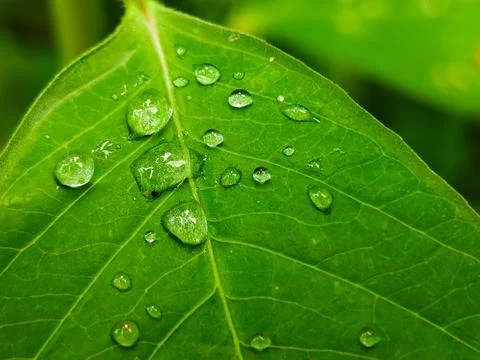 A leaf with water droplets on it Stock Photos