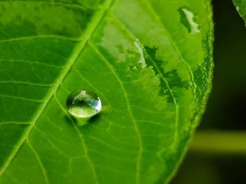 A leaf with water droplets on it Stock Photos