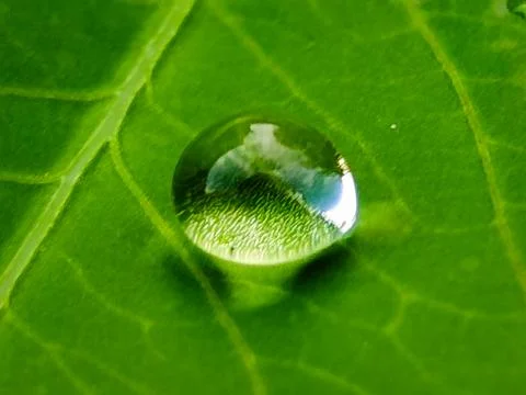 A leaf with water droplets on it Stock Photos
