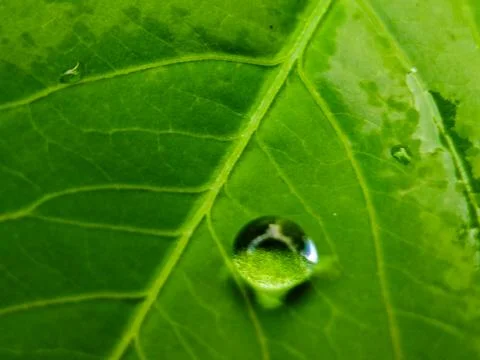 A leaf with water droplets on it Stock Photos