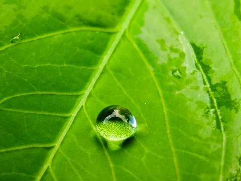 A leaf with water droplets on it Stock Photos