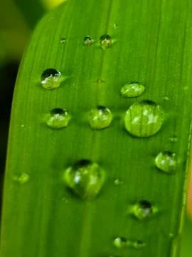 A leaf with water droplets on it Stock Photos