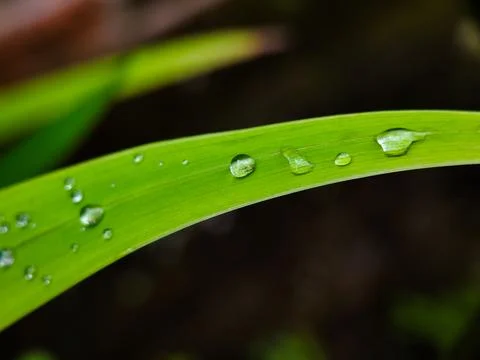 A leaf with water droplets on it Stock Photos