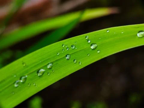 A leaf with water droplets on it Stock Photos