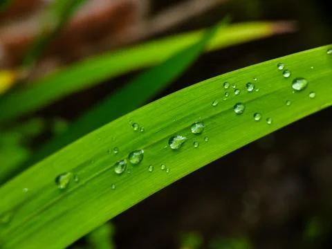 A leaf with water droplets on it Stock Photos