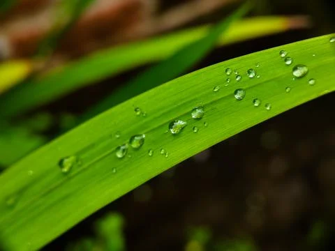 A leaf with water droplets on it Stock Photos