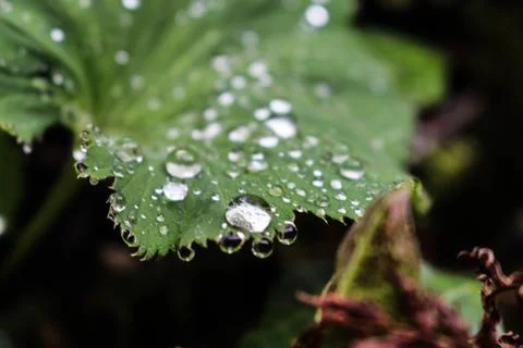 Leaf with water droplets Stock Photos