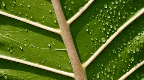Leaf With Water Drops Stock Footage 31821576