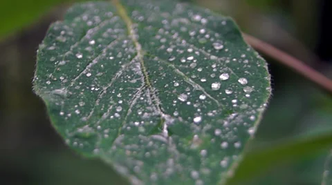 Leaf with water drops Stockbeeldmateriaal 39844864