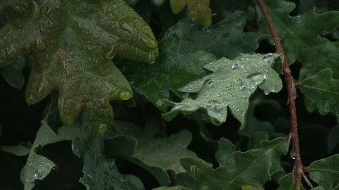 LEAF WITH WATER DROPS Stock Footage 90752715