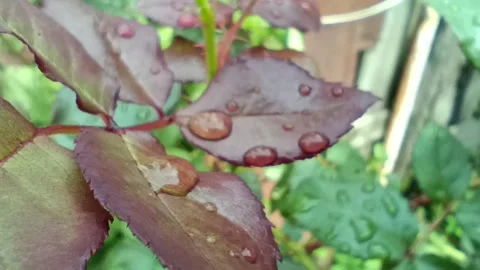 Leaf in water drops Stock Footage 316214595