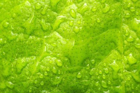 Leaf with water drops Fresh leaf with dew. Drops macro. Closeup leaf. Stock Photos