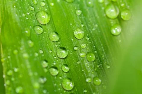 Leaf with water drops. Fresh leaf of lily of the valley with dew. Drops macro Stock Photos