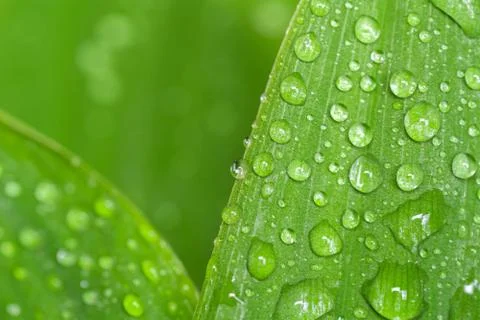Leaf with water drops. Fresh leaf of lily of the valley with dew. Drops macro Stock Photos