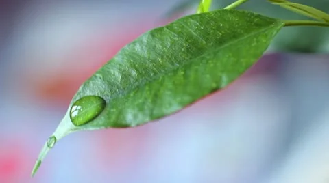 Leaf with Water Drops HD Stock Footage 22418371