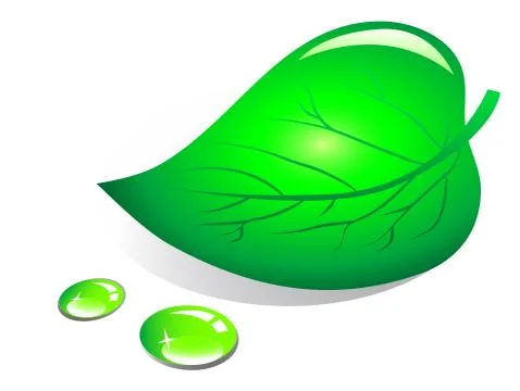 Leaf with water drops 스톡 일러스트