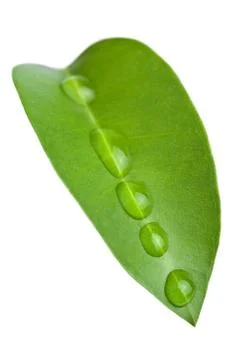 Leaf with water drops isolated Stock Photos