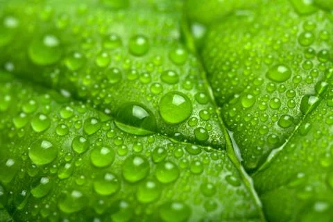 Leaf with water drops Stock Photos