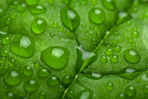 Leaf with water drops Stock Photos