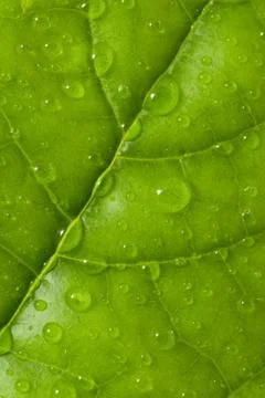 Leaf with water drops Stock Photos