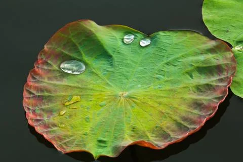 Leaf with water drops Stock Photos
