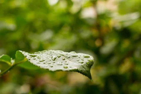 Leaf with water drops Stock Photos