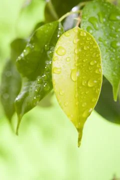 Leaf with water drops Stock Photos