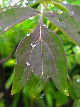 Leaf with water drops Foto stock