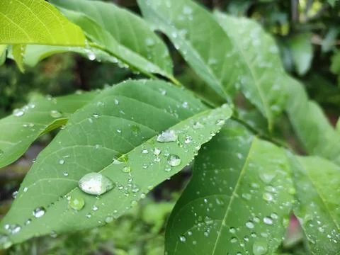 Leaf with water drops Stock Photos
