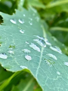 Leaf with water drops Stock Photos