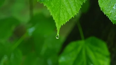 A leaf with water drops shot in HDR Stock Footage