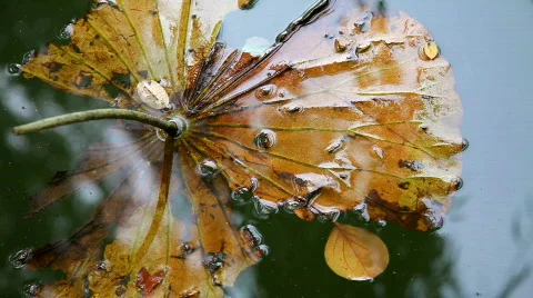 Leaf in Water Video stock 532665