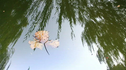 Leaf in Water Stock Footage 559437