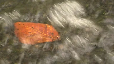 Leaf in the water Video stock 1007702