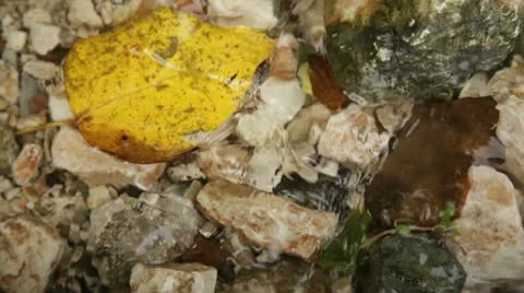 Leaf in Water Stock Footage 10734567