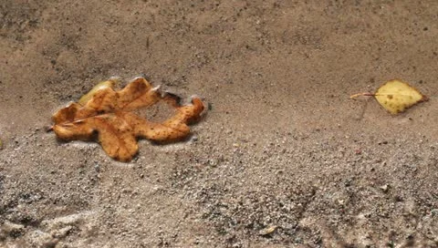 Leaf in water 스톡 동영상 10857804