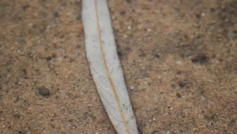 Leaf in water 스톡 동영상 10857871