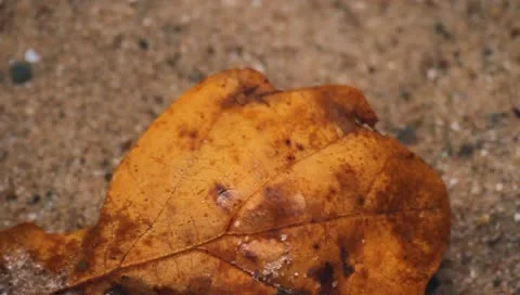 Leaf in water 스톡 동영상 10857927