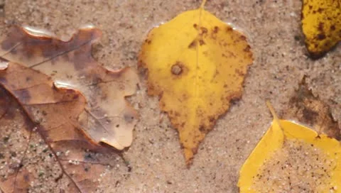 Leaf in water 스톡 동영상 10857993