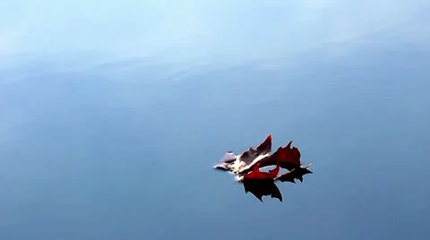 Leaf on water Stock Footage 20486731