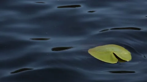 Leaf on the water Vídeos de archivo 42800070