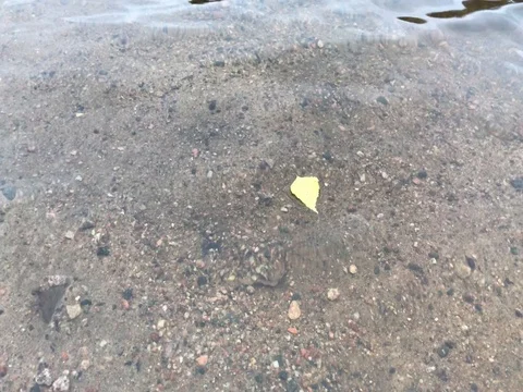 Leaf in water Stock Footage