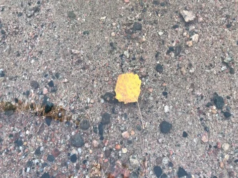 Leaf in water Stock Footage