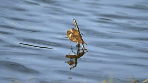Leaf in the water Stock Footage 120926959