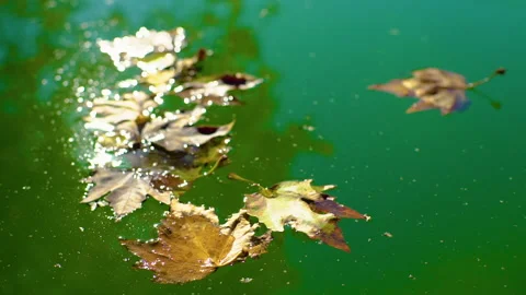 Leaf on water Stock Footage 142540463