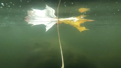 Leaf in water Stock Footage 164770649