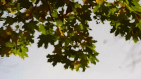 Leaf on water HD Stock Footage 32281788