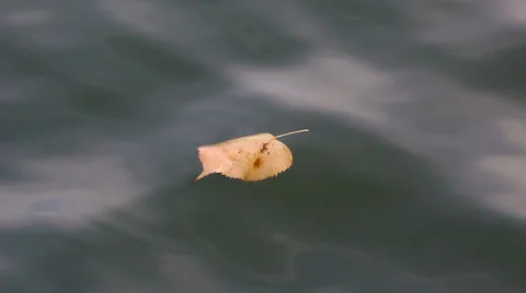 Leaf in water HD Stock Footage 32336236